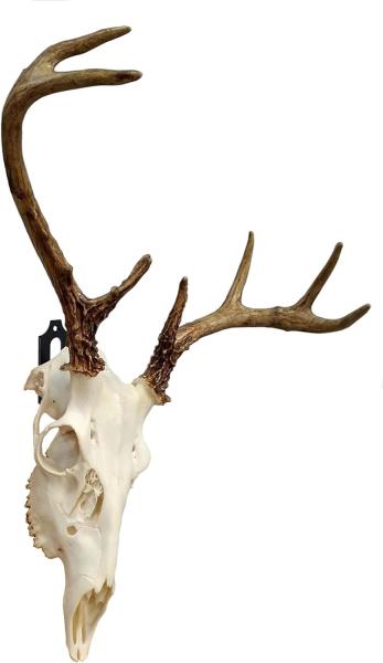 Skull Hook for Deer Mule Antelope Coyote and Small Game Animals Wall Mount Bracket Hangers