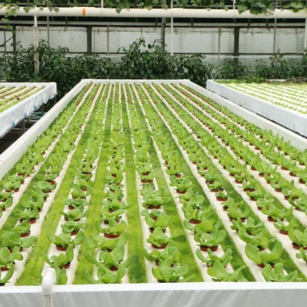 Sainpoly Hydroponic Lettuce Venlo Greenhouse Tunnel Green House Customized