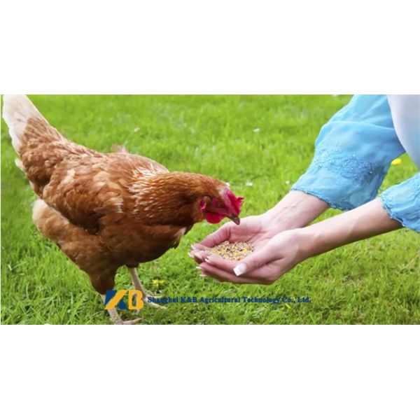 Plant Source Raw Brown Rice Protein Powder Feed Grade For Egg Chicken