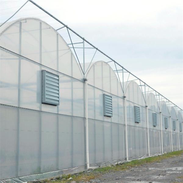 Ventilação completa hidropônica do lado da estufa do período de Tailândia multi industrial