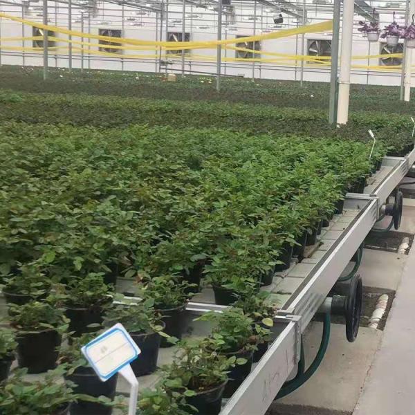 Plântula de produção transportável de rolamento do berçário dos bancos da estufa comercial