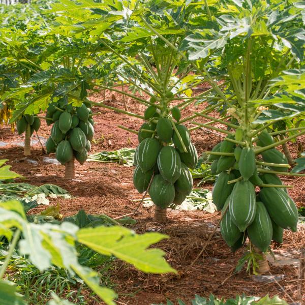 papaïne carica papaya 300USP-6000USP Matière première zone de plantation protéase fabricant qualité alimentaire qualité pharmaceutique personnalisation