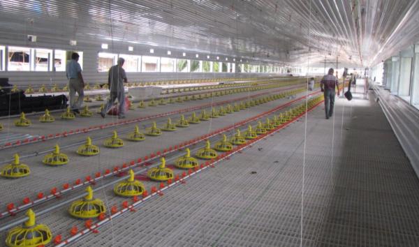 High-strength steel prefabricated poultry house, fast construction & cost-effective