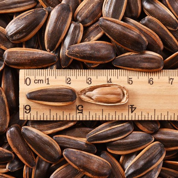 Оптовая продажа Сейчас Черный Высокое качество Экспорт Красный датчик Аромат Жареные семена подсолнечника 361