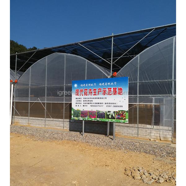 Film Type Multi Span Greenhouse Wide Span Greenhouse With Steel Skeleton And Shoulder Height 2m