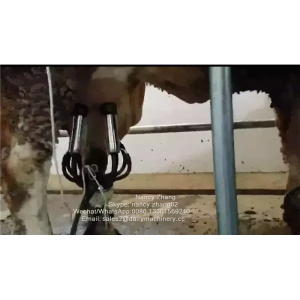 Flow Milk Meter Herringbone Milking Parlor System with ACR Automatic Cluster Remover and Waikato Milk Meter for Cows