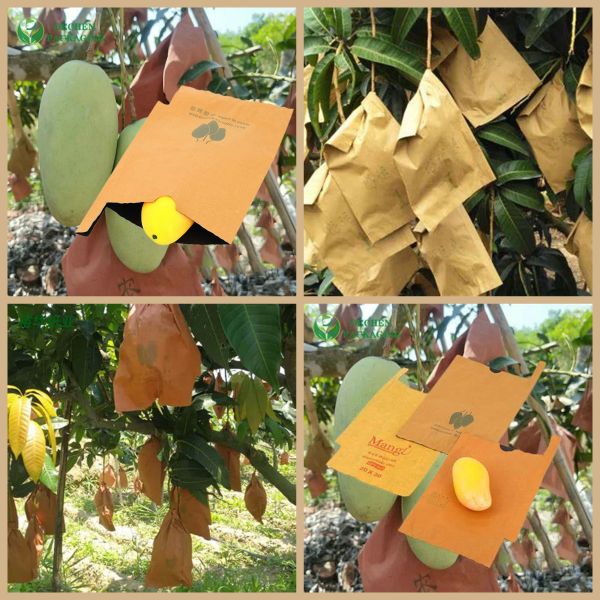 55 gm de frutas cultivadas en mangos Bolsa de papel protector de papel cubierta marrón Negro interior
