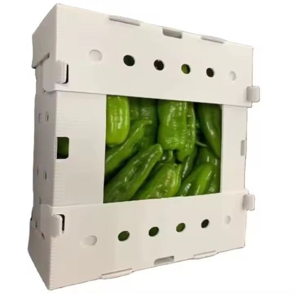PP Corrugated Plastic Box for Vegetable Fruit Box Folding Coroplast Corn Okra Boxes