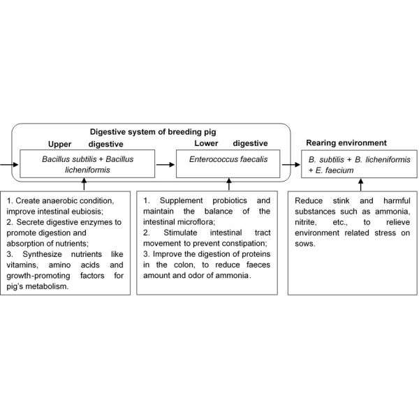Hyprobo Compound Animal Essentials Probiotic For Breeding Pig