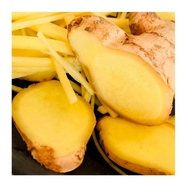 Organic Young Ginger Sustainably Cultivated Fresh High-quality Big Size 100%