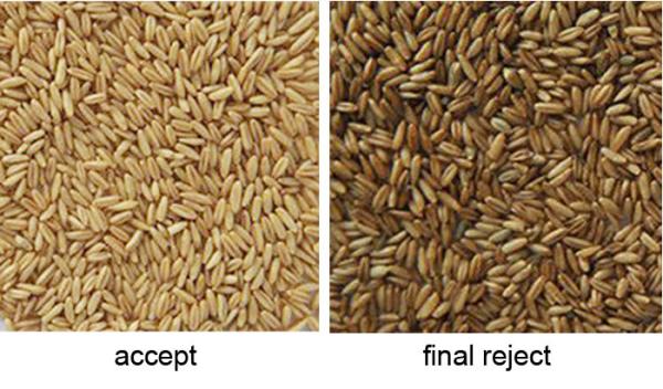 Grain Almond Kernel Colour Separation Machine , Optical Sorting Machine