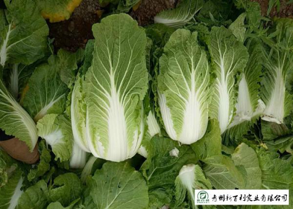 Big Size Fresh Chinese Cabbage Own Plantation Supply To Supermarket