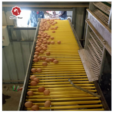 192 курицы / набор H-типа батарея Куриная клетка Куриная клетка автоматическая