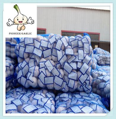 garlic fresh garlic 500G*20bag white garlic china supplier chinese fresh garlic