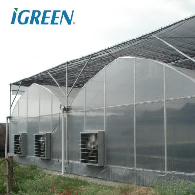 Tomato Growing Agricultural Equipment Roof Vent Free Multi Span Greenhouse
