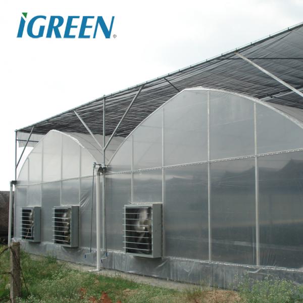 Tomato Growing Agricultural Equipment Roof Vent Free Multi Span Greenhouse