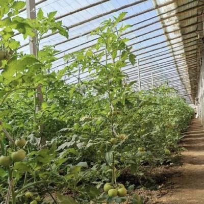 Aquaponia Plantação de flores Irrigação de espinhos Vegetais Luz solar Estufas para uso comercial