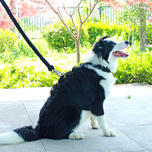 7 веревочка Paracord парашюта 550 стренг 100 Ft