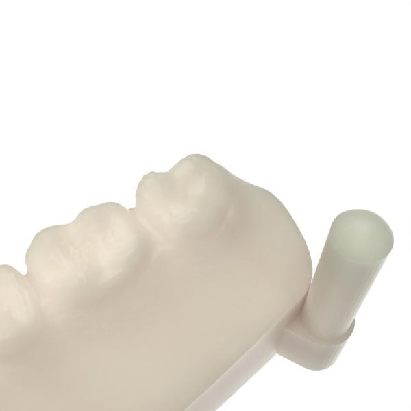 Light Curing Dental Beige Dental UV Resin Jaw Movable Dental Mold