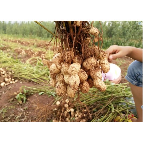 Water Solubility Aminal Amino Acid Chelate Boron Organic Fertilizer For Field Crops