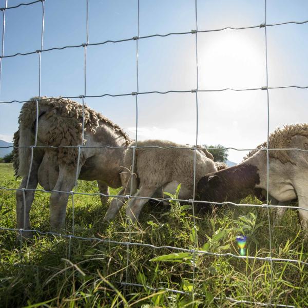 Wholesale Galvanized Grassland Wire Mesh Fence Cattle / Sheep / Field / Deer Farm Fence