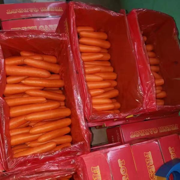 natural healthy vegetables red carrot newest crop china supplier sweet crispy organic carrot