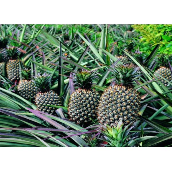 O ácido aminado de 70% baseou o adubo solúvel em água do adubo 100%