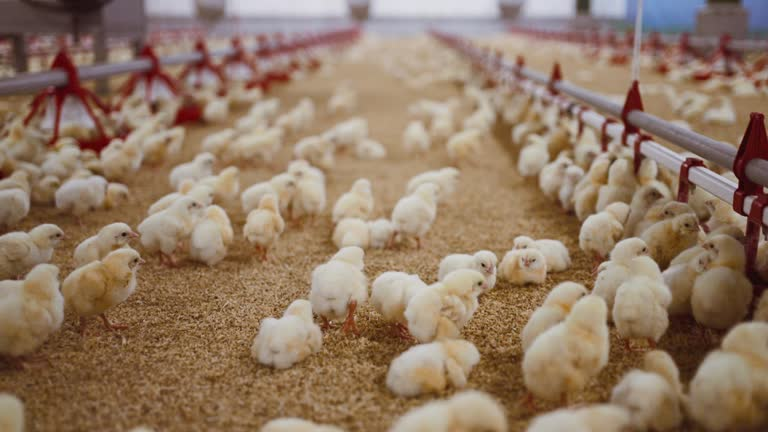 Hot-Dip Galvanized Steel Poultry Farming Equipment with Automatic Feeding and 4 Tiers Chicken Farm Cage System