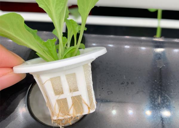 LED Plant Lighting Smart Hydroponics System , Garden Bamboo Indoor Growing Systems