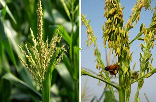 Цветок кукурузы смешанный сырой пчелиной пыльцы большие гранулы сырой пчелиный продукт