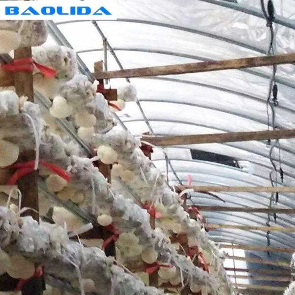 O mergulho quente da estufa interna do cogumelo galvanizou a camada PEP Plastic Film do aço três