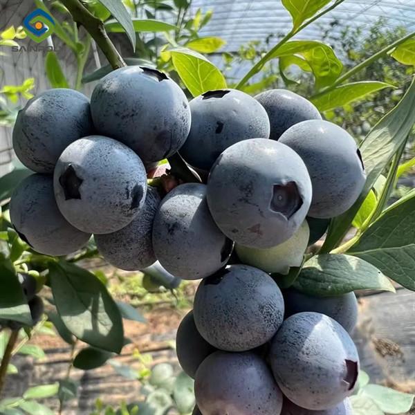 Customized Color Plastic Cover Greenhouse For Blueberries Growth