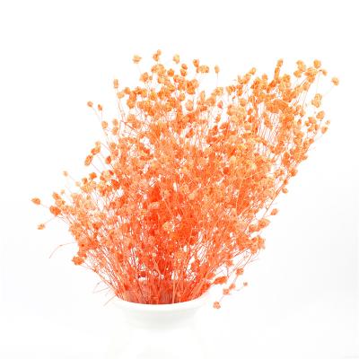 Estilo moderno personalizado flores secado bonito da cor das decorações do casamento do Ins