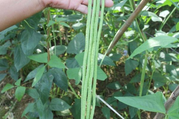 Commercial Green Organic yard long bean seeds with thick flesh