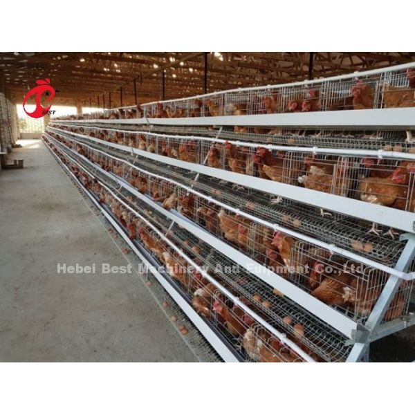 Hot Galvanized Chicken Battery Cage For Poultry Farm Mia