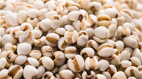Wenyao Coix Seed Sorting Machine , 64 Channels Seed Separating Machine