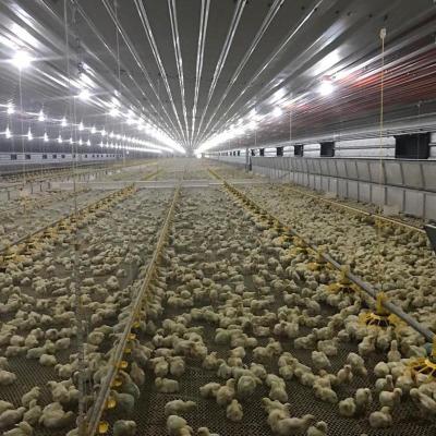 Sistema automático ISO9001 de Waterer do bebedor do bocal da galinha do ODM do OEM