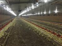 Estrutura de aço leve galvanizado Construção Poultry House Poultry Farm Bolts Conexão