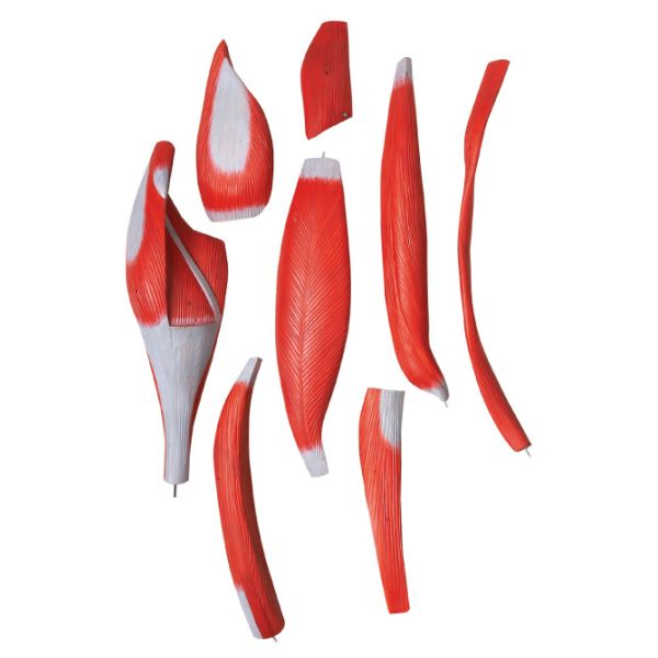 28 parts human body muscles Human Anatomy Model  hand painting color