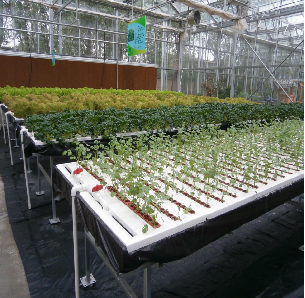 Agricultural NFT Vertical Growing Greenhouse Soilless Greenhouse Multi Span