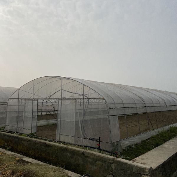 Large Tunnel Ground Polyethylene Film Greenhouse Customized For Tomato