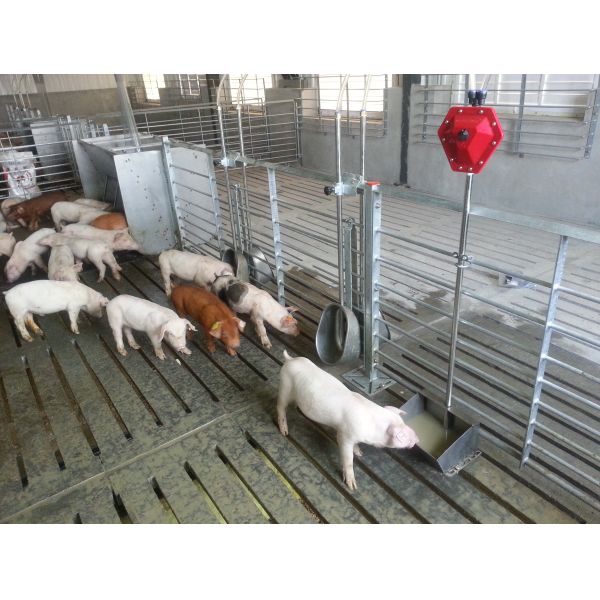 Instalación en el lugar de la fábrica de cervecería Estructura de acero Granja de aves de corral Granja para cerditos