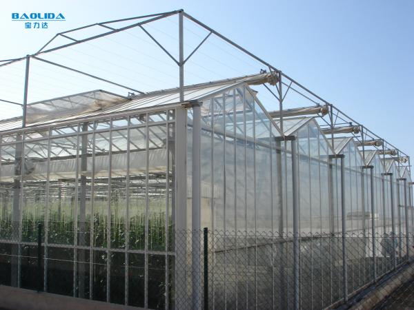Commercial Multi Span Greenhouse Venlo Type Glass Covered Agricultural
