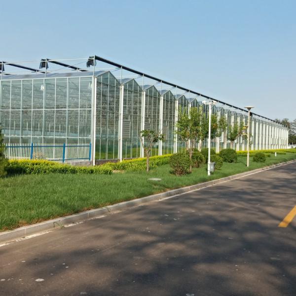3mm 4mm Tomato Venlo Portable Glass Greenhouse Roof And Side Ventilation Control By Motor