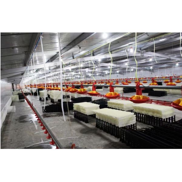 Customized Steel Chicken Farm , Light Steel Frame Farm Buildings