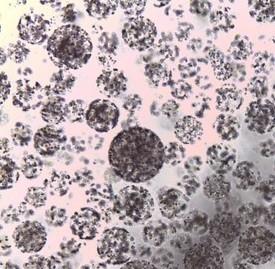 Protein Purification Agarose Carboxyl Magbeads 10 - 30 μm 20% Volume Ratio 5 mL