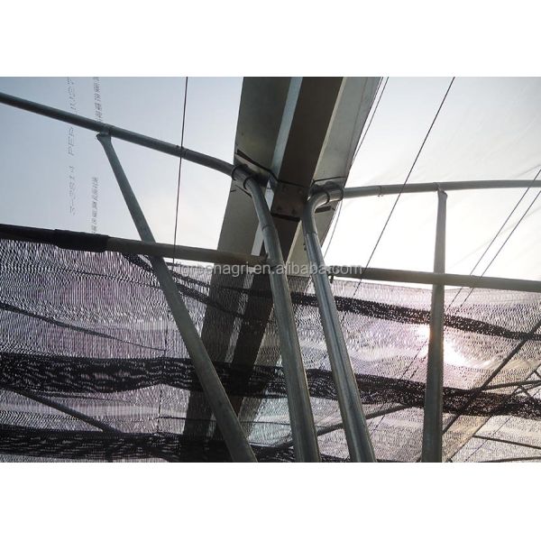 Large Single Layer PE Film Multi-Span Agricultural Greenhouse Metal Frame Cold Frame