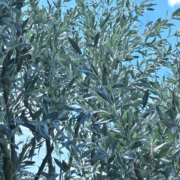Large Fake Tree indoor olive trees artificial Faux Tree with Natural Wood Trunk and Realistic Leaves