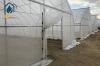 Commercial Industrial Single Span High Tunnel Tomato Plastic Agricultural Greenhouse