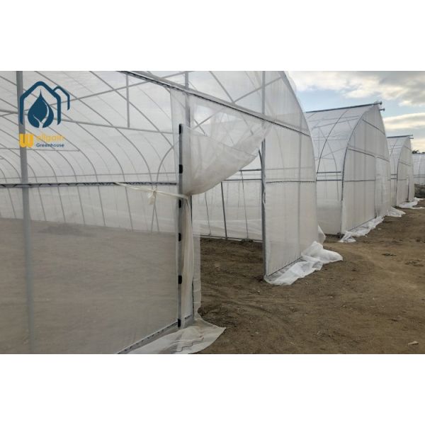 Industrial Single Span Greenhouses High Tunnel Tomato Plastic Greenhouse Customized